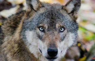 Saxony-Anhalt: FDP wants to include wolf in the hunting...