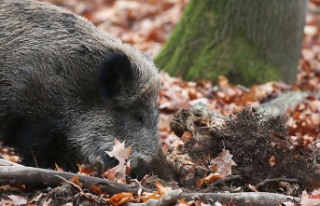 Saxony: State completes barriers against African swine...