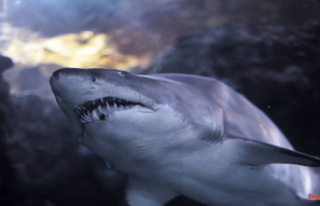 150 meters from the beach: Shark bites dead Australian...