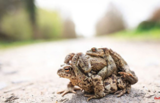 Saxony: Chemnitz is looking for volunteers for toad...