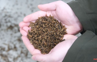 Saxony: Fly breeders: No alternative to eating insects