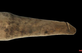Archaeologists correct themselves: stuffing tool is...