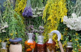 Natural, inexpensive, effective: Medicinal plants...