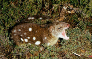Suicidal reproduction: why male quolls die after sex