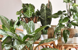 Plants for dark rooms: These plants hardly need any...