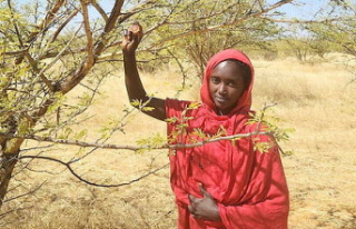 Sudan: Halima Lazem, a passionaria to save gum arabic