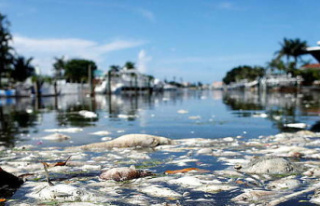 Florida, from paradise coast to nest of toxic algae