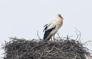 North Rhine-Westphalia: Many storks back in NRW: soon...