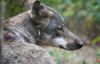 Saxony: Sick wolf sighted in the district of Bautzen