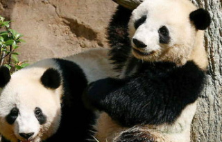 Panda 'dates' in a zoo in Denmark: why the...