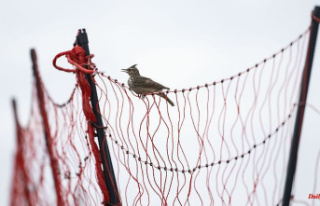 Baden-Württemberg: Bird protection: First fine for...