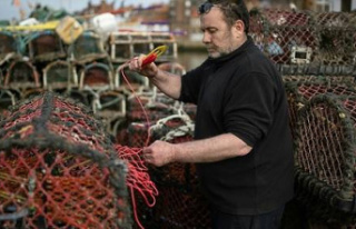 In England, a hatchery to preserve the future of lobsters...
