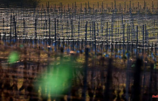 Bavaria: pruning: vines get new strength