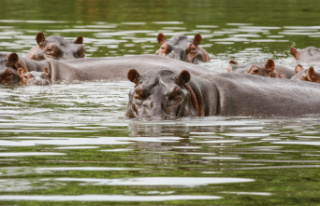 Colombia The fight to get rid of the 150 hippos of...