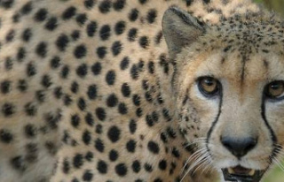 Cheetahs back in the wild in India after 70 years