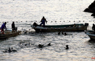 Cruel carnage in Japan: Dolphin hunters probably attack...