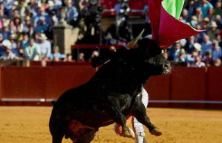 Spain: Parliamentarians put an end to the "bullfighting...