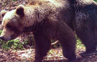 The state is preparing new bear scaring orders