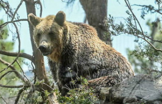 Italy: a young jogger killed by a bear on a hiking...