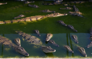 Asia Man dies after being torn to pieces by 40 crocodiles...