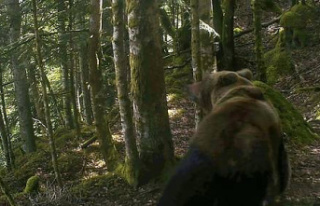 The government makes bear scaring possible in the...