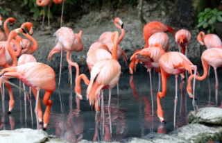 Biology Why are flamingos born white and then turn...
