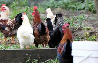 Avian flu: the rapid evolution of the virus worries