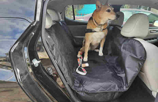 What to Look for in a Dog Car Seat Cover