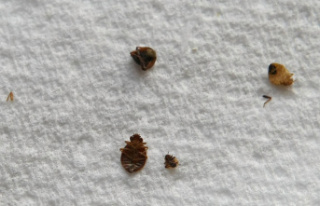Bedbugs: Paris City Hall proposes that the risk of...