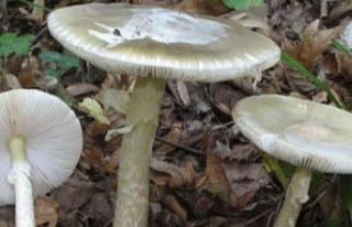 Health The 6 most poisonous or toxic mushrooms