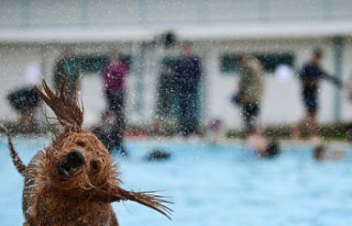 Dogs in the UK are taking the plunge