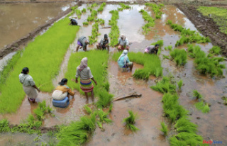 Soaring rice prices foreshadow climate-related food...