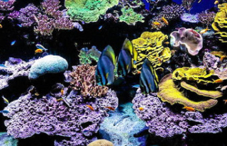 A study reveals the endangerment of corals by certain...