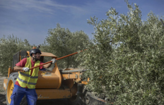 Economic News Spain will produce only 15% more olive...