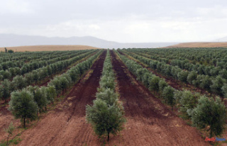 Morocco limits the export of its olive oil to stem...