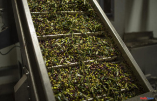 In Greece, the price of olive oil is soaring, consumers...
