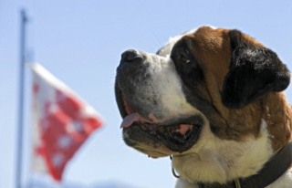Pets The 10 largest dog breeds in the world