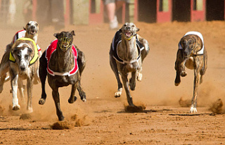 Greyhound racing: what you need to know before betting...