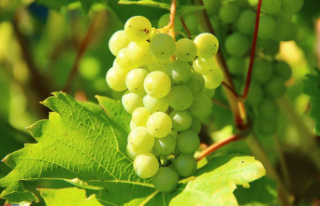 Curiosities Where does the tradition of eating grapes...
