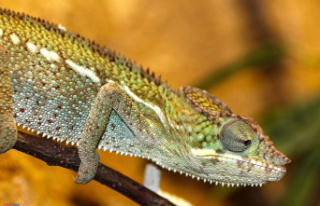 Biology Why do chameleons change color?