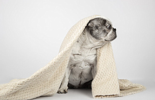 The Best Dog Towels for Different Coat Types