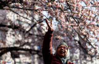 In graphics: in Japan, cherry trees are blooming earlier...