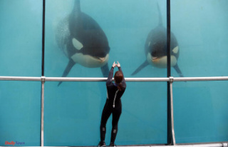 Death of an orca at Marineland in Antibes, the second...