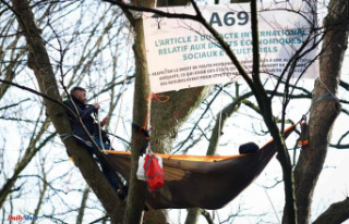 A69 motorway: environmentalists perched in trees in...