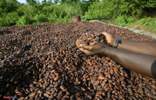 Cocoa in Ivory Coast: faced with soaring prices, the...
