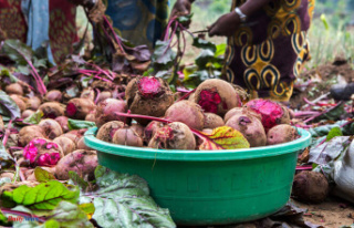 In Rwanda, farmers “going against the grain of official...