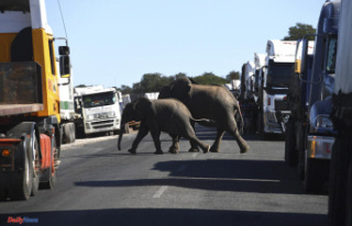 Botswana president threatens to send 20,000 elephants...