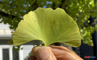 Ginkgo grew with dinosaurs, and is still worth growing