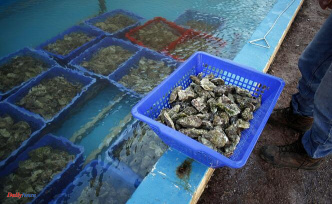 Why oysters from the Arcachon basin are still banned for sale