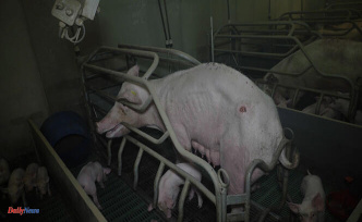 After a complaint from L214 for “ill-treatment” of animals, two Morbihan pig farms suspended
